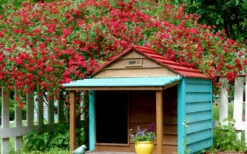 Red Cascade Miniature Climbing Rose - 1 Gallon Pot -Wilson Bros Garden Picture Rose Red Cascade 1