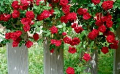 Red Cascade Miniature Climbing Rose - 6 Pack Of 1 Gallon Pots 15 Red Cascade Miniature Climbing Rose - 6 Pack Of 1 Gallon Pots -Wilson Bros Garden Picture Rose Red Cascade 11 1