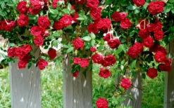 Red Cascade Miniature Climbing Rose - 1 Gallon Pot -Wilson Bros Garden Picture Rose Red Cascade 11