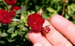 Red Cascade Miniature Climbing Rose - 2.5 Quart Pot -Wilson Bros Garden Picture Rose Red Cascade 5 2