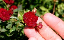 Red Cascade Miniature Climbing Rose - 1 Gallon Pot -Wilson Bros Garden Picture Rose Red Cascade 5