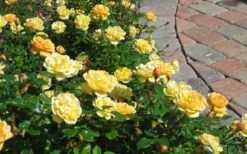 Sunrosa Yellow Dwarf Shrub Rose - 1 Gallon Pot -Wilson Bros Garden Picture Rose Sunrosa Yellow