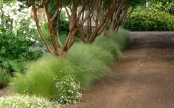 Pony Tails Mexican Feather Grass (Stipa Tennuissima) - 6 Pack Of Quart Pots -Wilson Bros Garden Picture Stipa Tenuissima 10