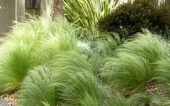 Pony Tails Mexican Feather Grass (Stipa Tennuissima) - 3 Pack Of Quart Pots -Wilson Bros Garden Picture Stipa Tenuissima 7 1