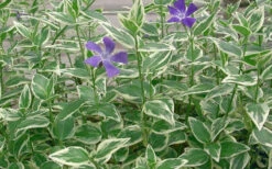 Variegated Bigleaf Periwinkle - Vinca Major 'Variegata' - 10 Pack Of Pint Pots -Wilson Bros Garden Picture Vinca Major Variegated 4 1