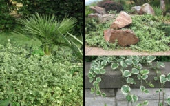 Variegated Bigleaf Periwinkle - Vinca Major 'Variegata' - 10 Pack Of Pint Pots -Wilson Bros Garden Picture Vinca Major Variegated 6 1