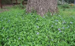 Evergreen Periwinkle - Vinca Minor - 6 Pack Of Pint Pots -Wilson Bros Garden Picture Vinca Minor Around tree 1