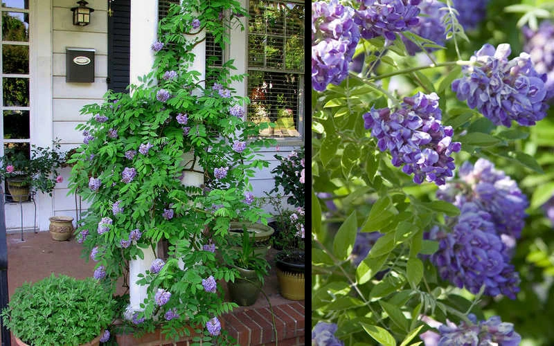 Amethyst Falls Wisteria Vine - 3 Gallon Pot 8 Amethyst Falls Wisteria Vine - 3 Gallon Pot - Image 6