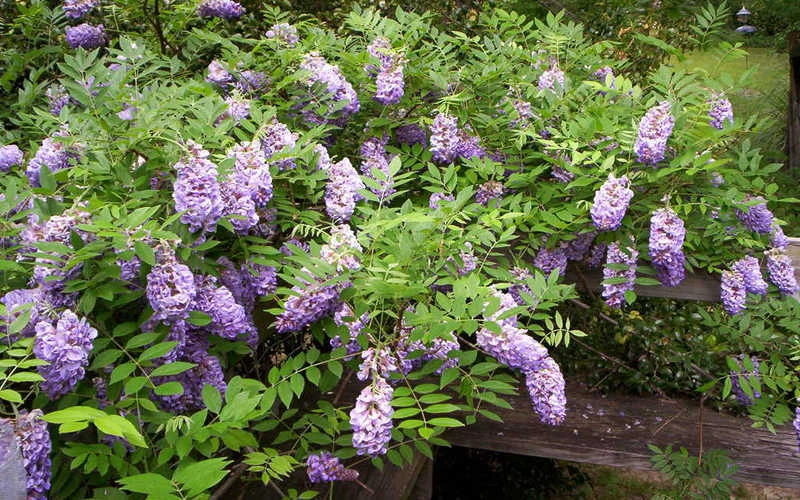 Amethyst Falls Wisteria Vine - 5 Gallon Pot 9 Amethyst Falls Wisteria Vine - 5 Gallon Pot - Image 7