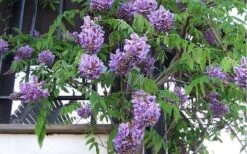 Amethyst Falls Wisteria Vine - 5 Gallon Pot 19 Amethyst Falls Wisteria Vine - 5 Gallon Pot -Wilson Bros Garden Picture Wisteria Amethyst Falls Vine 1 1