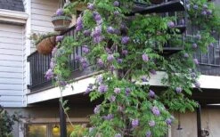 Amethyst Falls Wisteria Vine - 3 Gallon Pot 18 Amethyst Falls Wisteria Vine - 3 Gallon Pot -Wilson Bros Garden Picture Wisteria Amethyst Falls Vine