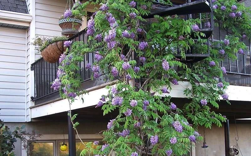 Amethyst Falls Wisteria Vine - 2 Gallon Pot 10 Amethyst Falls Wisteria Vine - 2 Gallon Pot - Image 8