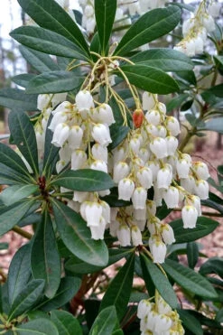 Mountain Snow Pieris - 1 Gallon Pot -Wilson Bros Garden Pieris Mountain Snow 10 1