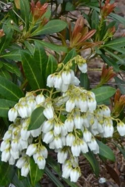 Mountain Snow Pieris - 3 Gallon Pot -Wilson Bros Garden Pieris Mountain Snow 12 2