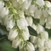Mountain Snow Pieris - 1 Gallon Pot 2 Mountain Snow Pieris - 1 Gallon Pot -Wilson Bros Garden Pieris Mountain Snow 14 1