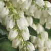 Mountain Snow Pieris - 3 Gallon Pot -Wilson Bros Garden Pieris Mountain Snow 14 2