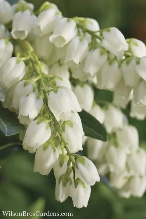 Mountain Snow Pieris - 2 Gallon Pot 3 Mountain Snow Pieris - 2 Gallon Pot