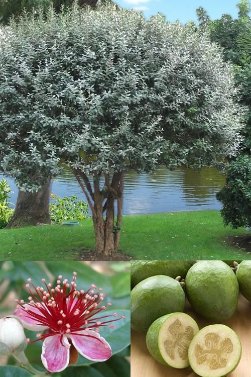 Pineapple Guava - Feijoa Sellowiana - 3 Gallon Pot 3 Pineapple Guava - Feijoa Sellowiana - 3 Gallon Pot