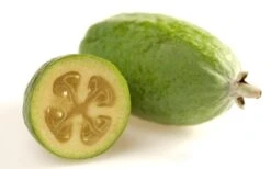 Pineapple Guava - Feijoa Sellowiana - 3 Gallon Pot 19 Pineapple Guava - Feijoa Sellowiana - 3 Gallon Pot -Wilson Bros Garden Pineapple Guava Fruit 1