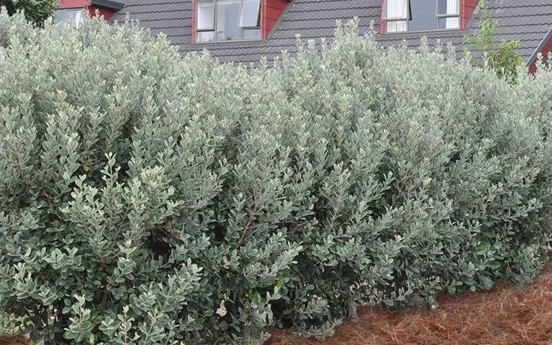 Pineapple Guava - Feijoa Sellowiana - 3 Gallon Pot 9 Pineapple Guava - Feijoa Sellowiana - 3 Gallon Pot - Image 7