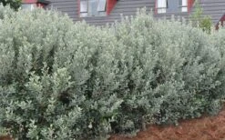 Pineapple Guava -Feijoa Sellowiana - 7 Gallon Pot -Wilson Bros Garden Pineapple Guava Hedge