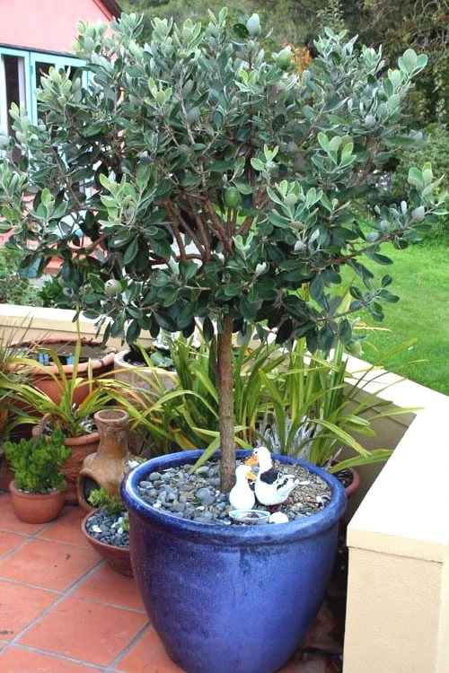 Pineapple Guava - Feijoa Sellowiana - 3 Gallon Pot 8 Pineapple Guava - Feijoa Sellowiana - 3 Gallon Pot - Image 6