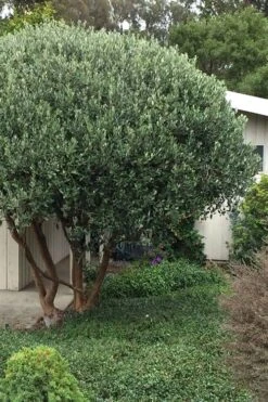 Pineapple Guava - Feijoa Sellowiana - 3 Gallon Pot 15 Pineapple Guava - Feijoa Sellowiana - 3 Gallon Pot -Wilson Bros Garden Pineapple Guava Tree 21 1