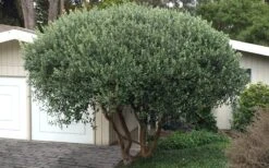 Pineapple Guava - Feijoa Sellowiana - 3 Gallon Pot 18 Pineapple Guava - Feijoa Sellowiana - 3 Gallon Pot -Wilson Bros Garden Pineapple Guava Tree 22 1