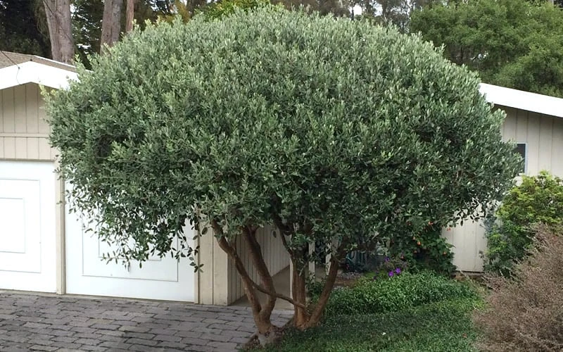 Pineapple Guava - Feijoa Sellowiana - 3 Gallon Pot 10 Pineapple Guava - Feijoa Sellowiana - 3 Gallon Pot - Image 8