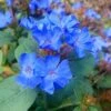 Hardy Blue Plumbago - Ceratostigma Plumbaginoides - 10 Pack Of Pint Pots -Wilson Bros Garden Plumbago Hardy Blue 20 1