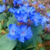 Hardy Blue Plumbago (Ceratostigma Plumbaginoides) - 6 Pack Of 2.5 Quart Pots -Wilson Bros Garden Plumbago Hardy Blue 20 3