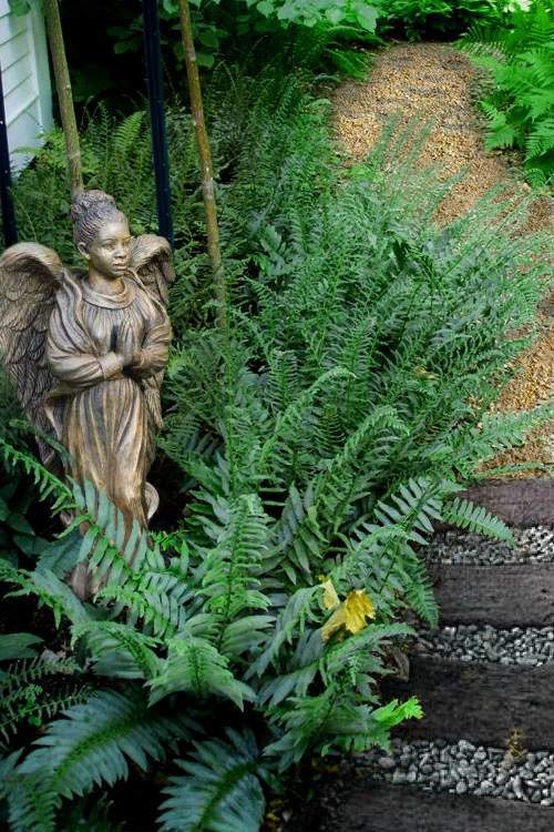 Christmas Fern (Polystichum Acrostichoides) - 1 Gallon Pot 3 Christmas Fern (Polystichum Acrostichoides) - 1 Gallon Pot