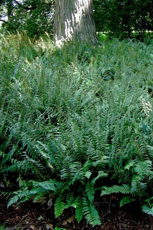 Christmas Fern (Polystichum Acrostichoides) - 1 Gallon Pot 10 Christmas Fern (Polystichum Acrostichoides) - 1 Gallon Pot - Image 8