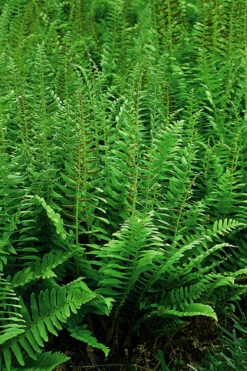 Christmas Fern (Polystichum Acrostichoides) - 1 Gallon Pot 24 Christmas Fern (Polystichum Acrostichoides) - 1 Gallon Pot -Wilson Bros Garden Polystichum acrostichoides christmas fern 26