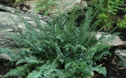 Christmas Fern (Polystichum Acrostichoides) -5 Pack Of Quart Pots -Wilson Bros Garden Polystichum acrostichoides christmas fern 29 1