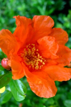 Russian 26 Cold Hardy Pomegranate - 1 Gallon Pot -Wilson Bros Garden Pomegranate Russian 26 11 2