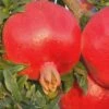 Russian 26 Cold Hardy Pomegranate - 6 Pack Of 1 Gallon Pots 1 Russian 26 Cold Hardy Pomegranate - 6 Pack Of 1 Gallon Pots -Wilson Bros Garden Pomegranate Russian 26 Rev 500x750 2