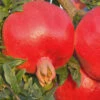 Russian 26 Cold Hardy Pomegranate - 1 Gallon Pot -Wilson Bros Garden Pomegranate Russian 26 Rev 500x750 4