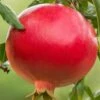Salavatski Cold Hardy Russian Pomegranate - 3 Gallon Pot -Wilson Bros Garden Pomegranate Salavatski 1