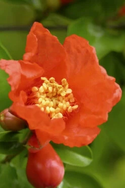 Salavatski Cold Hardy Russian Pomegranate - 1 Gallon Pot 12 Salavatski Cold Hardy Russian Pomegranate - 1 Gallon Pot -Wilson Bros Garden Pomegranate Salavatski 3 1