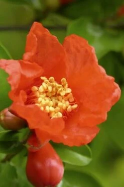 Salavatski Cold Hardy Russian Pomegranate - 3 Gallon Pot 12 Salavatski Cold Hardy Russian Pomegranate - 3 Gallon Pot -Wilson Bros Garden Pomegranate Salavatski 3