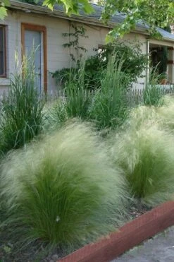 Pony Tails Mexican Feather Grass (Stipa Tennuissima) - 5 Pack Of Quart Pots -Wilson Bros Garden Ponytails Grass Mexican Feather Rev 500x750 2