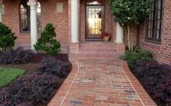 Purple Pixie Loropetalum - 3 Gallon Pot -Wilson Bros Garden Purple Pixie Loropetalum Border