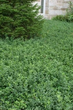 Purple Wintercreeper (Euonymus Fortunei 'Coloratus') - 72 Pack Of Pint Pots -Wilson Bros Garden Purple Wintercreeper 5 3