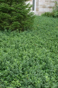 Purple Wintercreeper - Euonymus Fortunei Coloratus - 3 Pack Of Pint Pots -Wilson Bros Garden Purple Wintercreeper 5 5