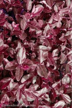 Purple Wintercreeper - Euonymus Fortunei Coloratus - 18 Count Flat Of Pint Pots -Wilson Bros Garden Purple Wintercreeper 7 4