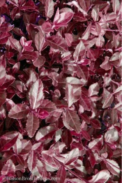 Purple Wintercreeper - Euonymus Fortunei Coloratus - 3 Pack Of Pint Pots -Wilson Bros Garden Purple Wintercreeper 7 5