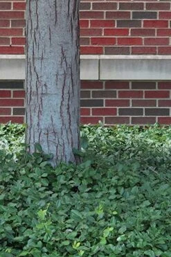 Purple Wintercreeper (Euonymus Fortunei 'Coloratus') - 36 Pack Of Pint Pots -Wilson Bros Garden Purple Wintercreeper 8