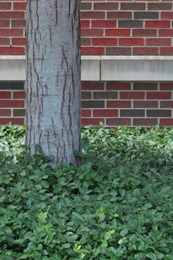 Purple Wintercreeper - Euonymus Fortunei Coloratus - 18 Count Flat Of Pint Pots -Wilson Bros Garden Purple Wintercreeper 8 6