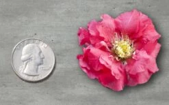 Double Take Pink Storm Flowering Quince - 2 Gallon Pot 10 Double Take Pink Storm Flowering Quince - 2 Gallon Pot -Wilson Bros Garden Quince Double Take Pink 11